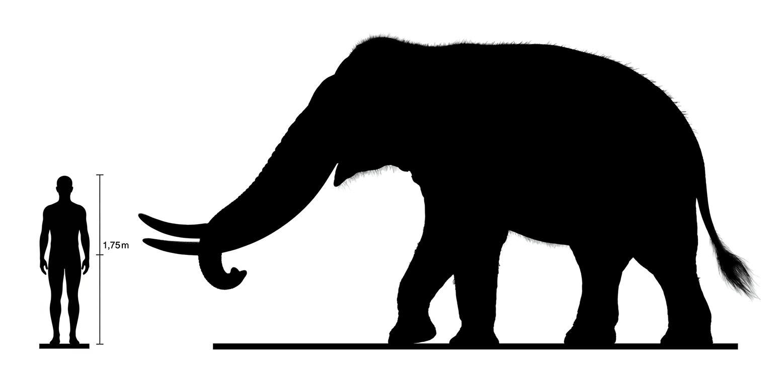 Stegodon size compared to an adult human.
