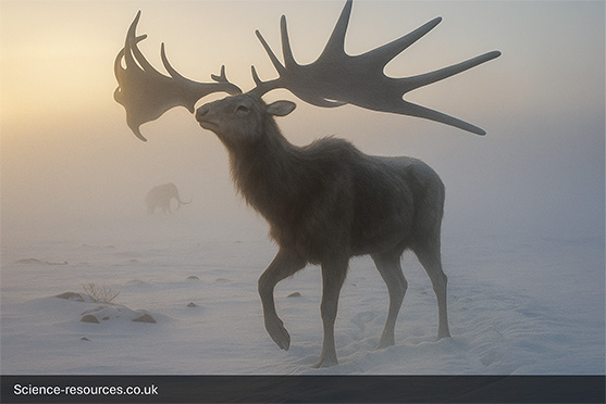 Megaloceros