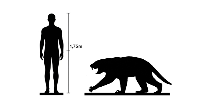 Thylacoleo size Thylacoleo size compared to an adult human.