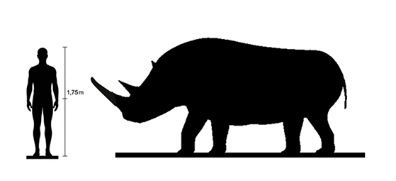Woolly Rhinoceros size Woolly Rhinoceros size compared to an adult human.