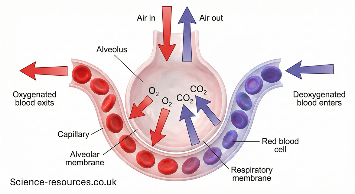 This 3D-rendered medical illustration provides a clear, educational look at the process of gas exchange within the human lungs.Image DescriptionCentral Structure: A cutaway view of a single alveolus (air sac) is centered in the frame. It is depicted as a pinkish-white spherical structure with an opening at the top for ventilation.Capillary & Blood Flow: A semi-transparent capillary tube wraps around the bottom of the alveolus. Individual disc-shaped red blood cells are visible inside, transitioning from purple (deoxygenated) on the right to bright red (oxygenated) on the left as they pass the air sac.Gas Exchange: * Thick red arrows labeled $O_2$ show oxygen moving from the interior of the alveolus across the membranes and into the blood.Thick purple arrows labeled $CO_2$ show carbon dioxide moving from the blood into the alveolar air space to be exhaled.Ventilation: Large vertical arrows at the top opening of the alveolus indicate the movement of "Air in" (red arrow) and "Air out" (purple arrow).Labels: Clean, sans-serif text identifies key components, including the Alveolus, Capillary, Alveolar membrane, Respiratory membrane, and Red blood cell.Aesthetic: The illustration uses a modern textbook style with soft shadowing, high-resolution textures, and a minimalist white background to ensure educational clarity.