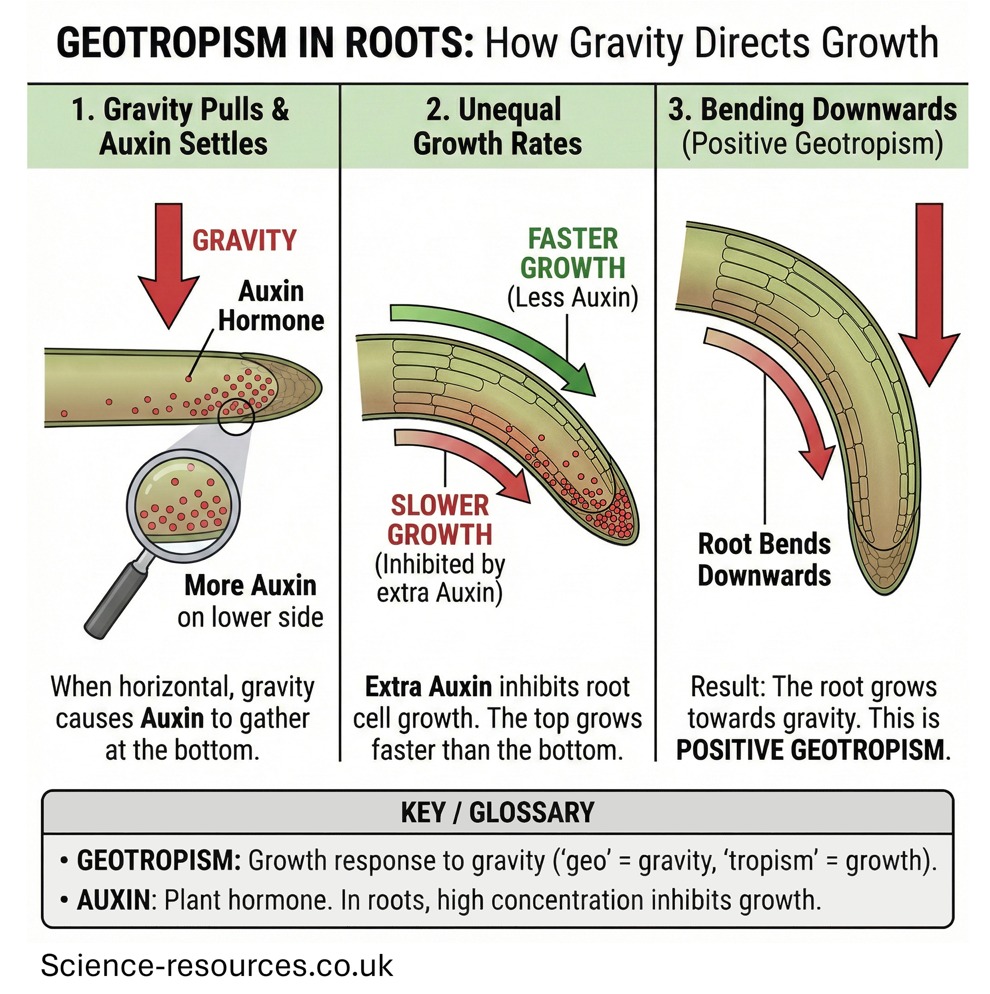 Diagram showing how gravity affects root growth in plants.