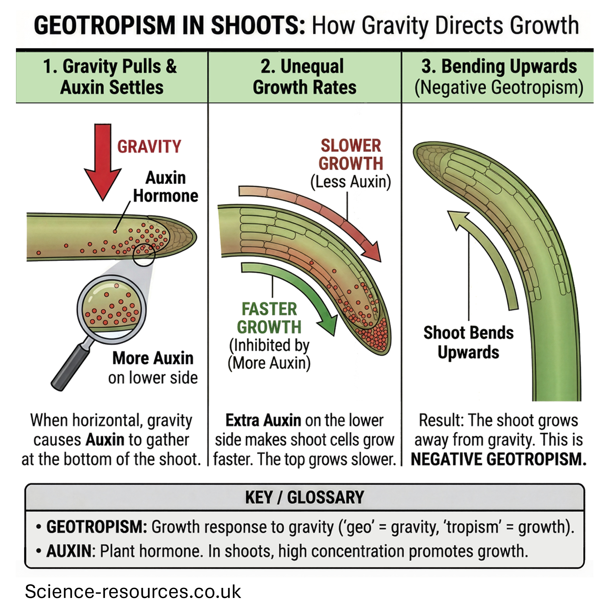 Diagram showing how gravity affects shoot growth in plants.