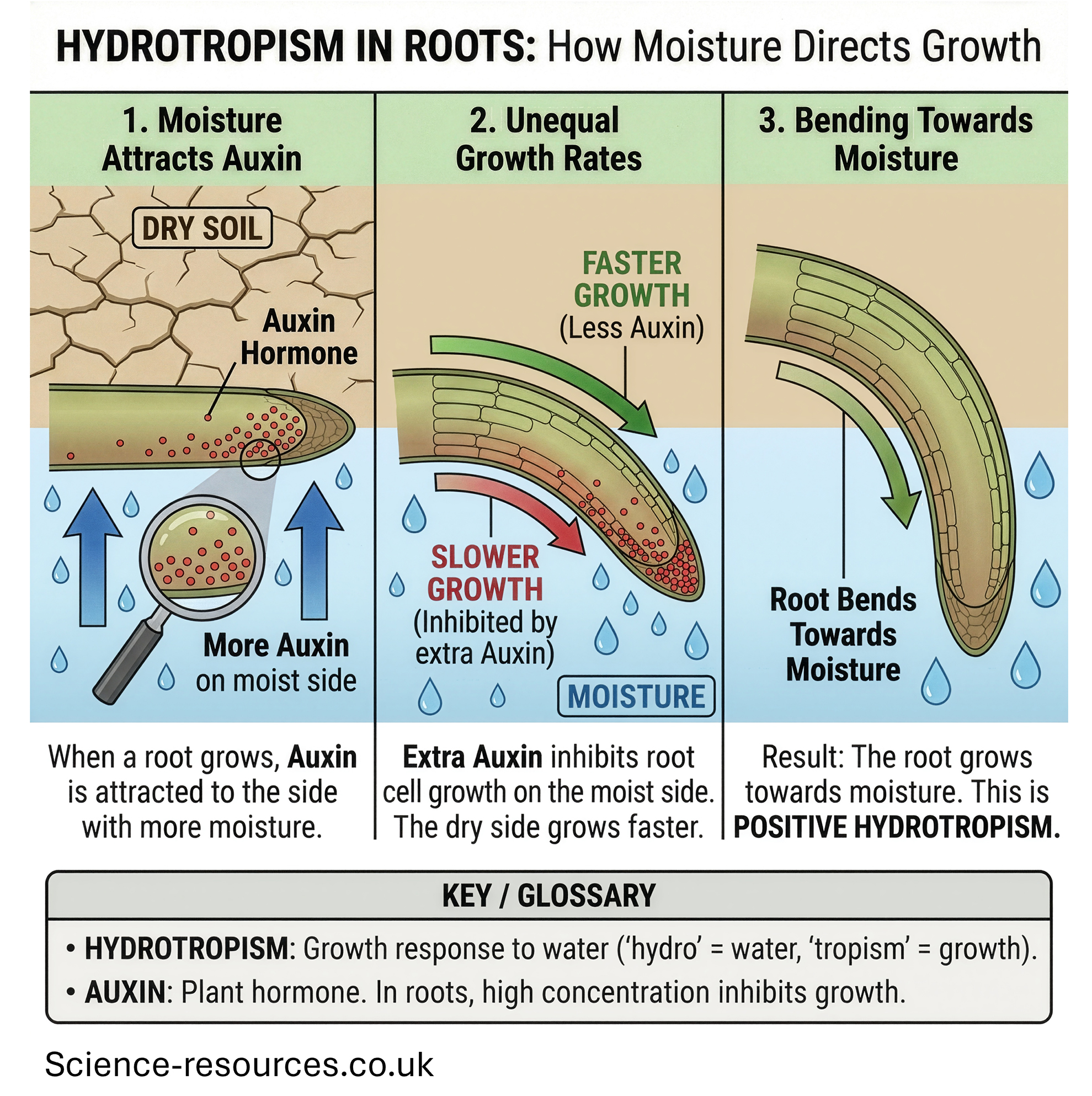 Diagram showing how moisture affects root growth in plants.