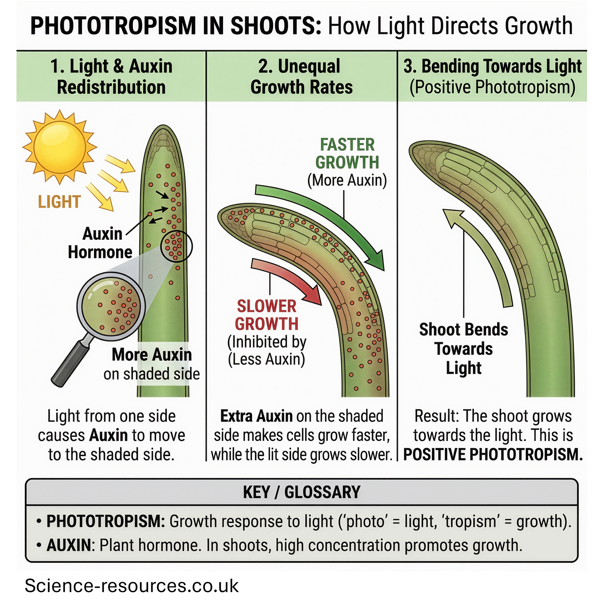 Diagram showing how sunlight affects shoot growth in plants.