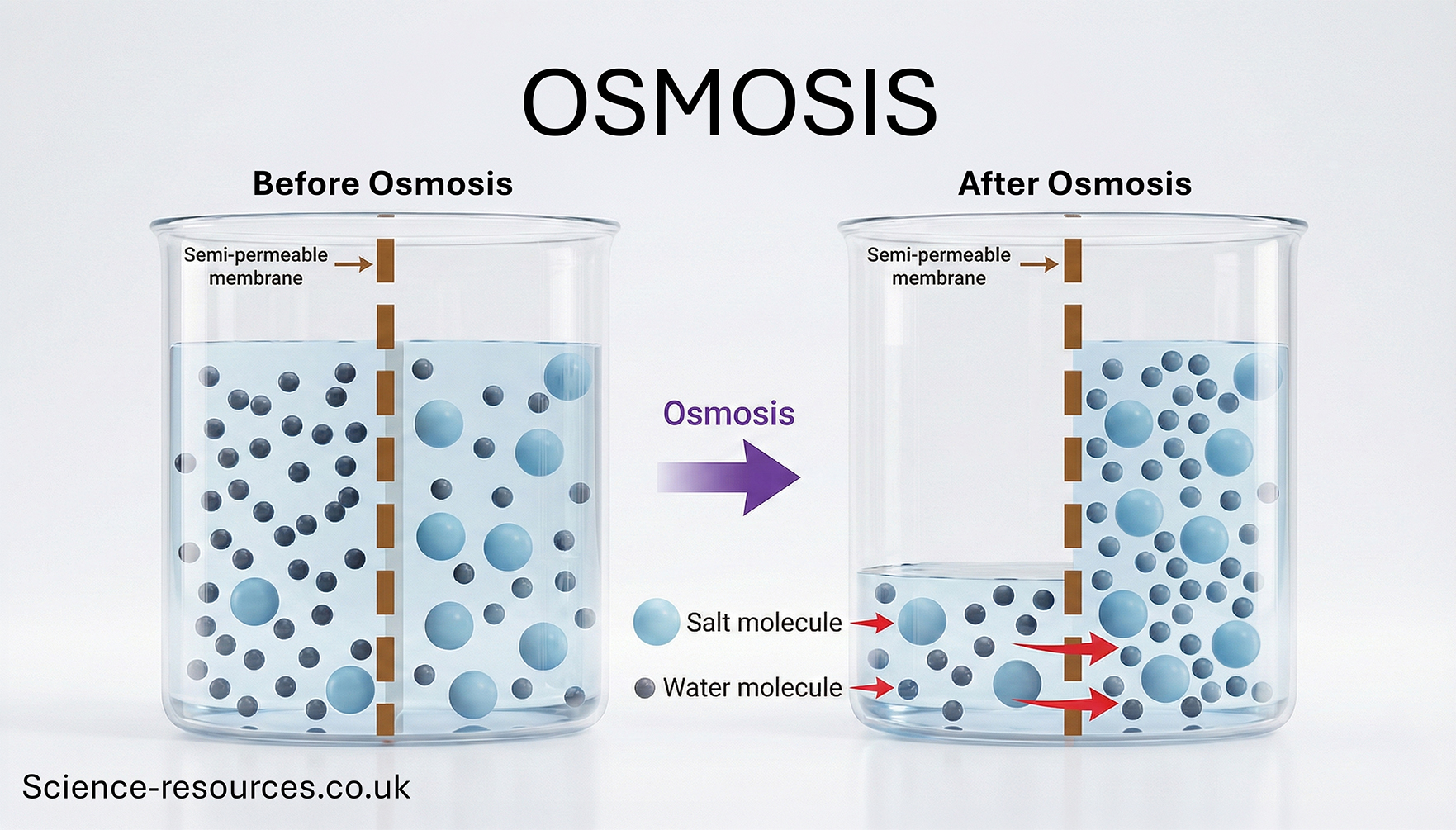 A diagram illustrates the process of osmosis in a beaker. The top of the image has the title "OSMOSIS." The diagram is divided into two main sections: "Before Osmosis" on the left and "After Osmosis" on the right, connected by a thick purple arrow pointing from left to right, labeled "Osmosis."

In the "Before Osmosis" section, a glass beaker is divided by a vertical, dashed brown line labeled "Semi-permeable membrane." Both sides of the beaker have the same level of liquid. The left chamber contains a high concentration of small, dark-grey spheres labeled "Water molecule" and a low concentration of large, light-blue spheres labeled "Salt molecule." The right chamber contains a lower concentration of water molecules and a higher concentration of salt molecules. A legend at the bottom left identifies the spheres.

In the "After Osmosis" section, the beaker and membrane are shown again. The liquid level in the left chamber has significantly decreased, while the liquid level in the right chamber has significantly increased. Red arrows indicate the net movement of water molecules from the left chamber (higher water concentration) across the semi-permeable membrane into the right chamber (lower water concentration). The salt molecules are shown remaining in their respective chambers, unable to cross the membrane. This demonstrates the net movement of water from a region of low solute concentration to a region of high solute concentration.