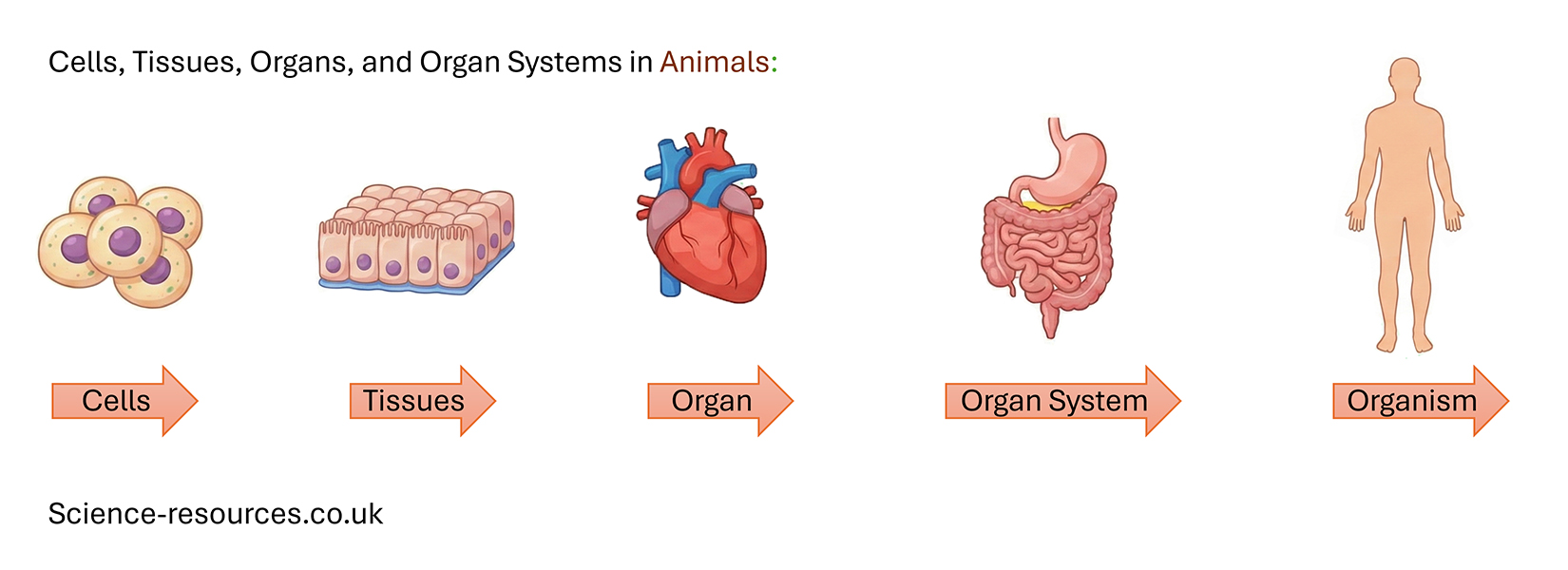 Cells, tissues, organs and organ systems in animals