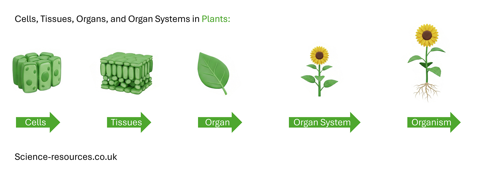 Cells, tissues, organs and organ systems in plants.