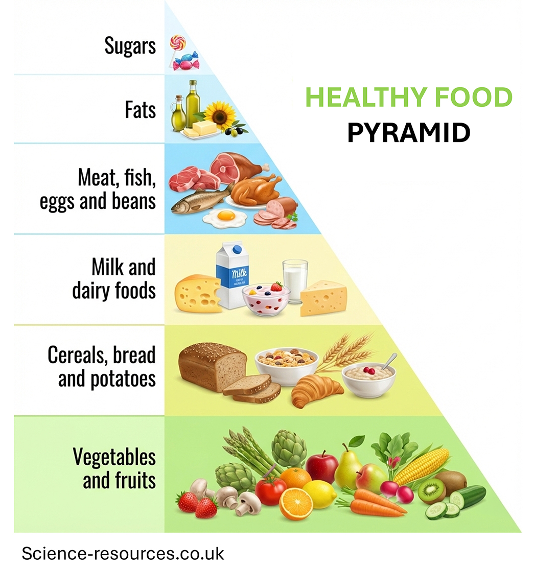 This image is a vertical infographic titled "Healthy food PYRAMID" which uses a 6-layer triangular structure to illustrate recommended food proportions. The design features realistic food icons on the right side of the pyramid and text labels on the left.

Pyramid Structure and Labels
Level 1 (Base): Labeled "Vegetables and fruits" against a light green background. It features a dense arrangement of strawberries, mushrooms, artichokes, asparagus, tomatoes, citrus fruits, apples, pears, radishes, corn, carrots, kiwi, and cucumbers.

Level 2: Labeled "Cereals, bread and potatoes" on a pale yellow-green background. It includes a loaf of brown bread, sliced bread, a bowl of cereal or grains, wheat stalks, a croissant, and a bowl of porridge.

Level 3: Labeled "Milk and dairy foods" on a pale yellow background. It displays a wedge of cheese, a carton of milk, a bowl of yogurt with berries, a glass of milk, and another block of cheese.

Level 4: Labeled "Meat, fish, eggs and beans" on a light blue background. The contents include raw meat cuts, a whole ham, a fish, a fried egg, a roasted chicken, and sliced deli meats.

Level 5: Labeled "Fats" on a white background. It shows olive oil in glass bottles, a block of butter, a sunflower, and olives.

Level 6 (Top): Labeled "Sugars" at the narrow peak. It contains a colorful lollipop and three wrapped candies.