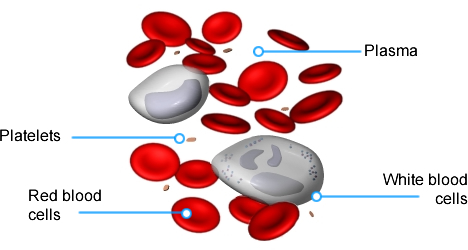 science-resources - Composition of blood